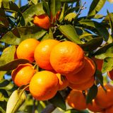 4 Yaş Tam Bodur Satsuma Mandalina Fidanı Üzeri Meyveli