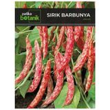 40 Adet Yerli Ata Sırık Barbunya Tohumu (Selim)