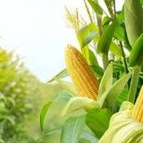 400 Adet Tohum Eko Paket Süt Mısır Süt Mısır Tohumu Darı Tohumu Mısır Tohumu Sürpriz Hediye Tohumlu