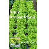 4000 Adet Kışlık Kıvırcık Marul Tohumu- 2 Paket