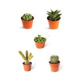 4+1 Kaktüs Seti Özel Türler Kaktüs Sukulent Set Tesbih Çiçeği