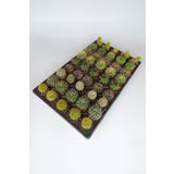 45 Adet Özel Tür Kaktüs 5 Erli Set 1 Viyol 5.5 Cm Saksıda