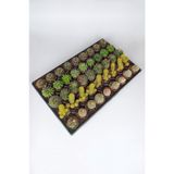 45 Adet Özel Tür Kaktüs 9 arlı Set #2 TOPTAN 5.5 cm Saksıda