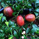 4–5 Yaş Aşılı Australian Blood Lime Fidanı – Meyve Verme Olgunluğunda Nadir Kırmızı Limon