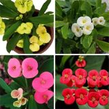 4'lü Kırmızı/pembe/beyaz/sarı Dikenler Tacı Çiçeği 5-15 Cm Saksılı Çiçekli Milli Euphorbia