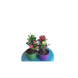 4'lü Milli Dikenler Tacı Seti Beyaz+Pembe+Kırmızı+Sarı Renkli (5-10 Cm) İç/Dış Mekan Bitkisi, SRD03022025BYB815