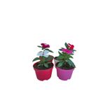 4'lü Mini Rozet Çiçeği Mor+Beyaz+Kırmızı+Pembe Renkli (5-10 Cm) İç/Dış Mekan Bitkisi, BTSNN17042454