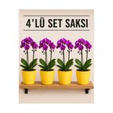 4'Lü Sarı Renk Orkide Saksısı