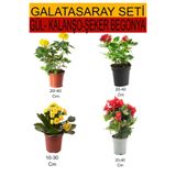 4'lü Takım Seti Sarı- Kırmızı Gül+ Sarı Kalanşo+ Kırmızı Şeker Begonya