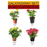 4'lü Takım Seti Sarı-Kırmızı Gül+ Sarı-Kırmızı Ortanca Çiçeği, SRD03022025BYB43