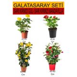 4'lü Takım Seti Sarı-Kırmızı Gül+Sarı- Kırmızı Mandavilla Çiçeği, BTSNU08042429