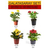 4'lü Takımseti Sarı- Kırmızı Gül+ Sarı-Kırmızı Kalanşo Çiçeği, BTSNU08042422