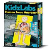 4M 3373 İnsan Gövde Anatomisi