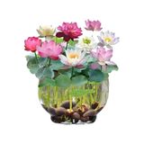 5 5 Adet Tohum Nadir Karışık Uzak Doğu Kutsal Karışık Lotus Çiçeği Tohumu Stokla Sınırlı Tohum Çiçe 10448gh88j