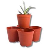 5.5 cm Skulent Saksısı 10 Adet - Renkli