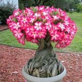 5.5 Luk Saksıda Adenium Çöl Gülü Çiçeği Fidanı