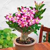 5.5 Luk Saksıda Arabic Adenium Çöl Gülü Çiçeği Fidanı