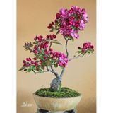 5 Adet Bodur Bonsai Orkide Ağacı Tohumu + Tohum