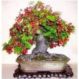 5 Adet Bodur Kiraz Ağacı Bonsai Tohumu