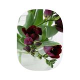 5 adet bordo frezya çiçek soganı hyy565656