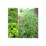 5 Adet Buz Çiçeği Fidesi