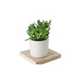 5 Adet Crassula Ovata Şans Para Çiçeği Şık Dekoratif Saksıda