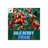 5 Adet Goji Berry Fidanı ( Nq7 ) Uzun Meyve Tüplü 1 Yaş 12 Ay Dikebilirsiniz 1027853