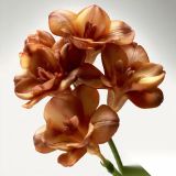 5 Adet Kahverengi Frezya Çiçeği Soğanı Katmerli Mis Kokulu YFNT20260246
