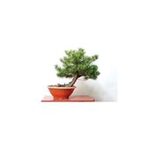 5 Adet - Karaçam Ağacı Tohumu Bonsai Ağacı Tohumu - pinus nigra karacam5adet