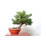 5 Adet - Karaçam Ağacı Tohumu Bonsai Ağacı Tohumu - Pinus Nigra