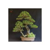 5 Adet - Kızılçam Ağacı Tohumu Bonsai Ağacı Tohumu kızılcam5adet