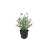 5 Adet Lavanta Çiçeği Fidanı Lavandula Officinalis Fidanı 30-40 Cm