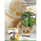 5 Adet Lif Kabağı Tohumu Kabak Tohumu