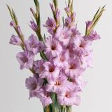 5 Adet Lila Glayör Swan Gladiolus Çiçeği Soğanı 26632100290
