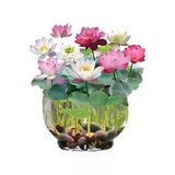 5 Adet Nadir Uzak Doğu Lotus Çiçeği Tohumu, Kutsal Karışım