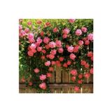 5 Adet Pembe Sarmasik Gul Tohumu