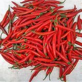 5 Adet Şili Biber Fidesi