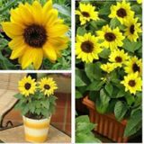 5 Adet Süs Günebakan Çiçeği Tohumu Çiçek Tohumu + Tohum