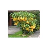 5 Adet Tohum Angel Trumpet Cicegi Meleklerin Borozani Cicek Tohumu Supriz Hediye Bonsai Agaci Tohum