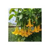 5 Adet Tohum Angel Trumpet Cicegi Meleklerin Borozani Cicek Tohumu Surpriz Hediye Bonzai Agaci Tohum