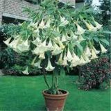 5 Adet Tohum Angel Trumpet Cicegi Tohum Melek Borazani Cicegi Tohum Tohum Saksi Toprak Hediyeli