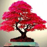 5 Adet Tohum Bodur Bonsai Japon Red Maple Ağacı Bonzai Saksı Topr