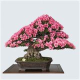 5 Adet Tohum Bodur Bonsai Japon Red Maple Ağacı Bonzai Tohumu