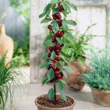 5 Adet Tohum Bodur Bonsai Kiraz Ağacı Bonzai Tohumu + Tohu