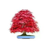 5 Adet Tohum Bodur Bonsai Kirmizi Japon Red Maple Agaci Bonzai Tohumu Supriz Hediye Bonsai Tohumu
