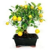 5 Adet Tohum Bodur Bonsai Limon Agaci Tohumu Italyan Limon Seti Saksi Toprak Surpriz Hediye Tohum