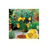 5 Adet Tohum Bodur Bonsai Limon Agaci Tohumu Italyan Limon Seti Saksi Toprak Surpriz Heidye Tohum