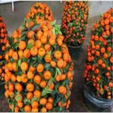 5 Adet Tohum Bodur Bonsai Mandalina Bonsai Agaci Tohum Surpriz Hediye Bonsai Agaci Tohum