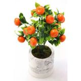 5 Adet Tohum Bodur Bonsai Mandalina Bonzai Agaci Tohum Surpriz Hediye Bonsai Agaci Tohum