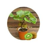 5 Adet Tohum Bodur Kivi Bonsai Agaci Tohumu Supriz Hediye Bonsai Agaci Tohumlu